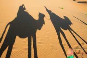 Morocco camel trekking activity