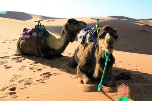 Morocco camel tour activity