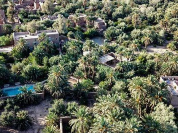 Aerial view of the Skoura palm grove in Morocco - dense green date palms surrounding earthen kasbahs and a riad, with bare patches visible between the trees