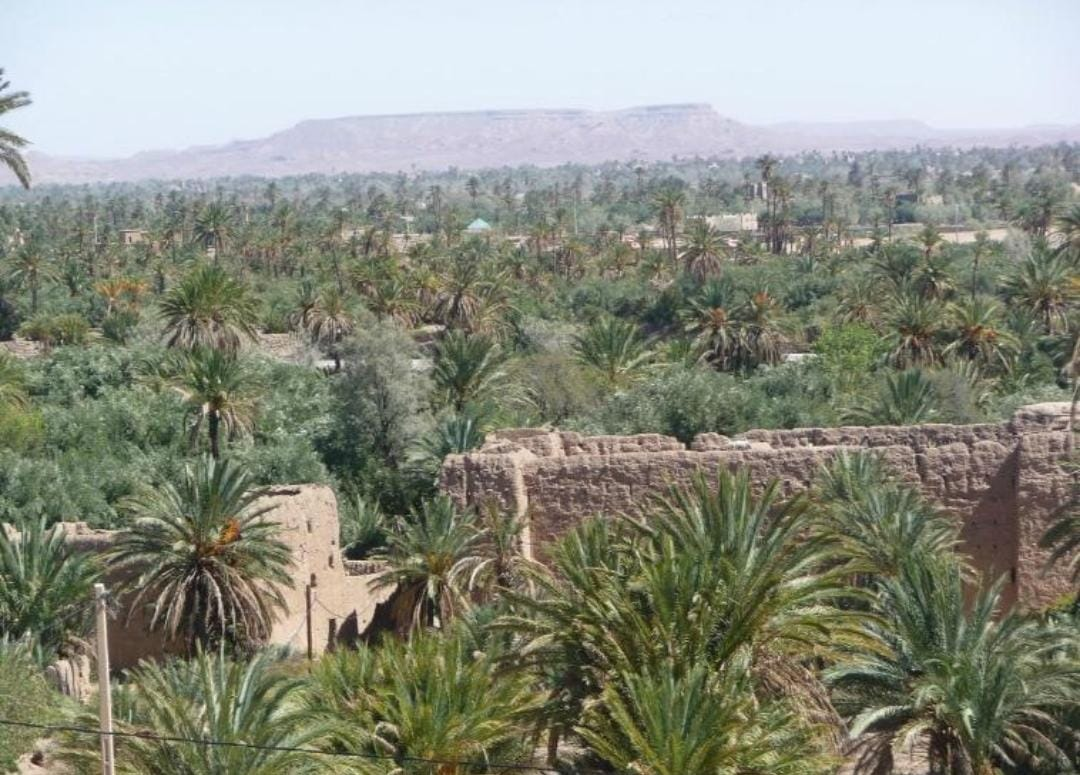 Ground view of the Skoura oasis in Morocco - date palms and green gardens around ancient mud-brick kasbah walls, with the desert mesa on the horizon